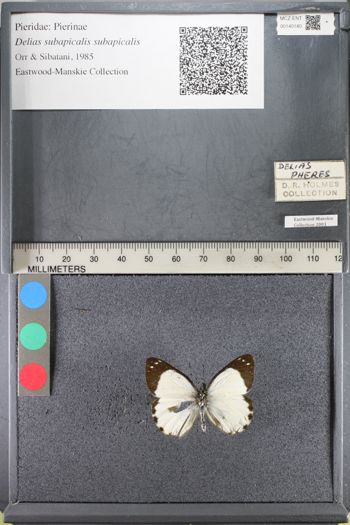 Media type: image;   Entomology 140140